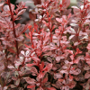 Барбарис Тунберга (Berberis thunbergii) Арлекин  С3 СП/25