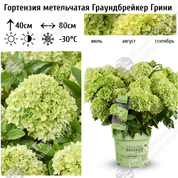 Гортензия метельчатая "Граундбрейкер Грини=Литтл Эппл" на фото