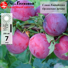 Слива Орловская мечта (ранний сорт)