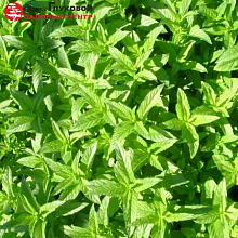 Основное изображение товара