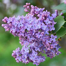 Основное изображение товара