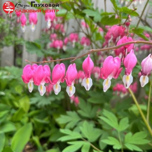 Основное изображение товара