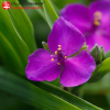 Традесканция андерсона (Tradescantia andersoniana) Ред Грейп С3 ГлХ/24
