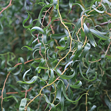 Основное изображение товара