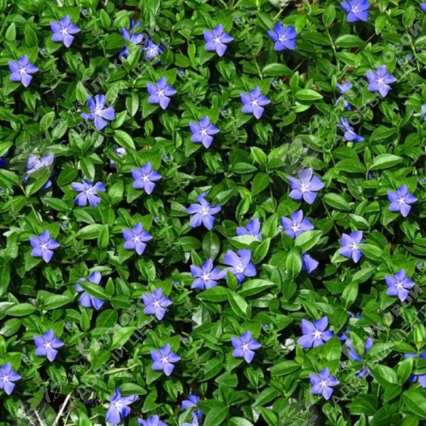 Барвинок малый на фото