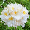 Азалия крупноцветковая (Azalea) 'Schneegold' 40-60 С5 ПЧ/25