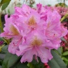 Рододендрон (Rhododendron) крупноцветковый 'Sovinec' 60-80 С35 ПЧ/26