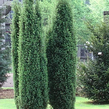 Основное изображение товара