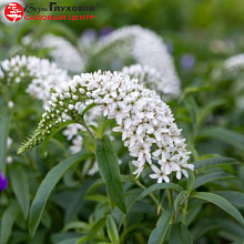 Основное изображение товара