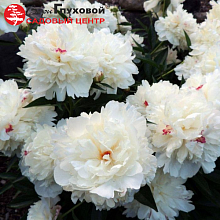 Основное изображение товара