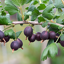 Основное изображение товара