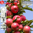 Яблоня колоновидная 