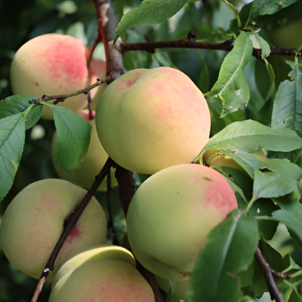 Основное изображение товара