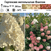 Гортензия метельчатая (Hydrangea paniculata) Фантом 2-3вет ОКС СП/25