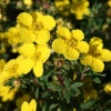 Лапчатка кустарниковая (Potentilla fruticosa) Саммерфлор  С3 СП/24