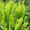 Барбарис Тунберга (Berberis thunbergii) Торч Дор С3 СП/25