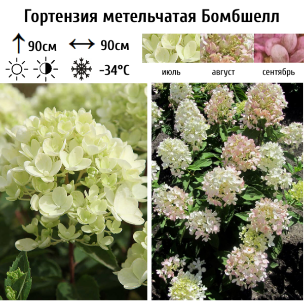 Основное изображение товара