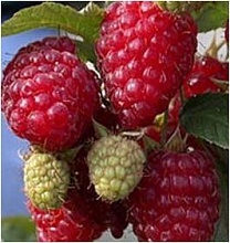 Рисунок 130.jpg