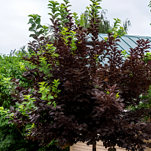 Основное изображение товара