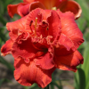 Лилейник (Hemerocallis) Мозес Файер С3 ГлХ/26