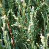 Можжевельник скальный (Juniperus scopulorum) Блю Айвори Р9 ГлХ/26