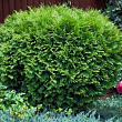Туя западная 