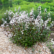 Пенстемон наперстянковый 