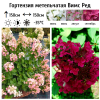 Гортензия метельчатая (Hydrangea paniculata) Вимс Ред  С2 СП/25