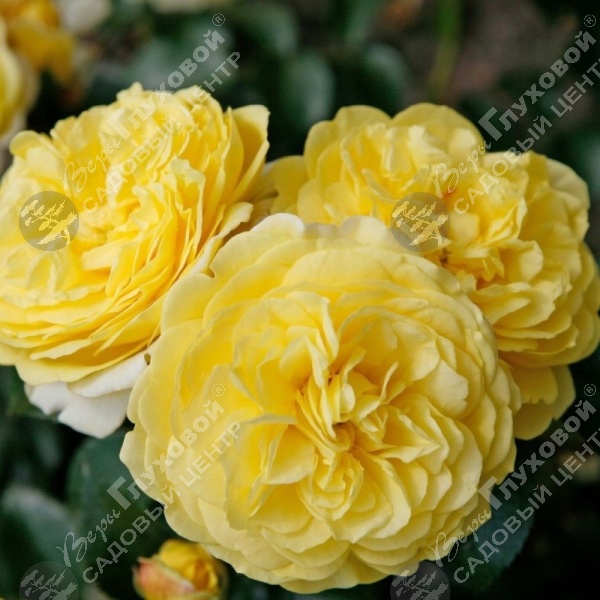 Роза полиантовая "Solero" на фото