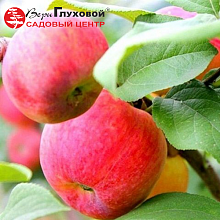 Основное изображение товара