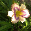 Лилейник (Hemerocallis) Дестинд ту Си С3 ГлХ/26