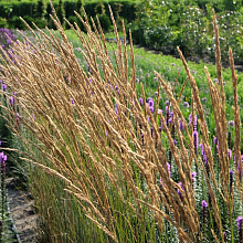 Основное изображение товара