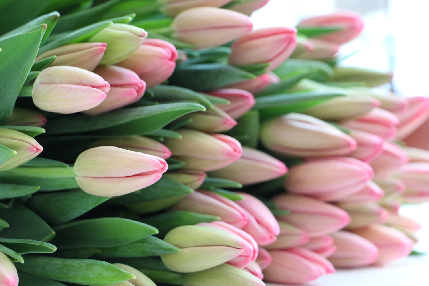 Дорогие друзья!