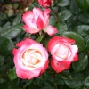 Роза чайно-гибридная 'Nostalgie/ La garçonne' ОКС НвС/26