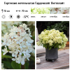 Гортензия метельчатая (Hydrangea paniculata) Гарденлайт Литтллайт Р12 НАп/26