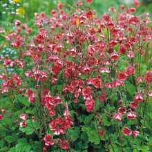 Основное изображение товара