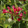 Вейгела цветущая (Weigela florida) Вингс оф Файер С3 НАп/24