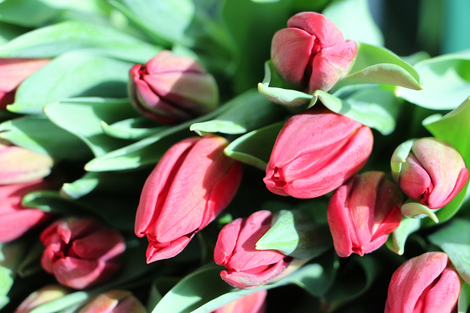 Дорогие друзья!