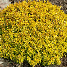 Основное изображение товара