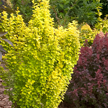 Основное изображение товара