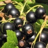 Смородина черная "Волшебница" на фото