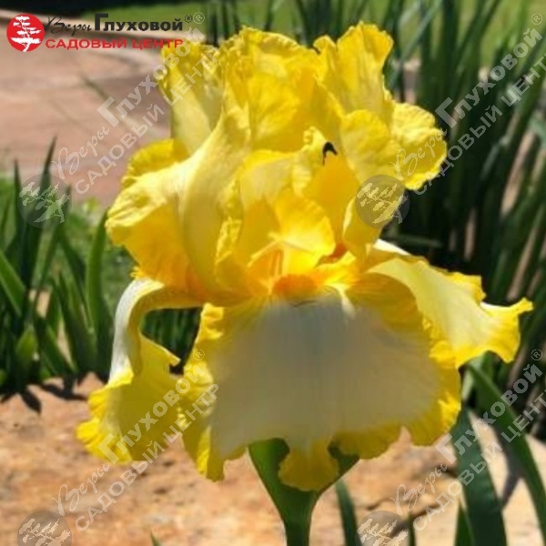 Ирис германский  "Фриндж оф Голд" на фото