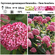 Гортензия древовидная 