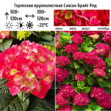 Основное изображение товара