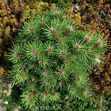 Основное изображение товара