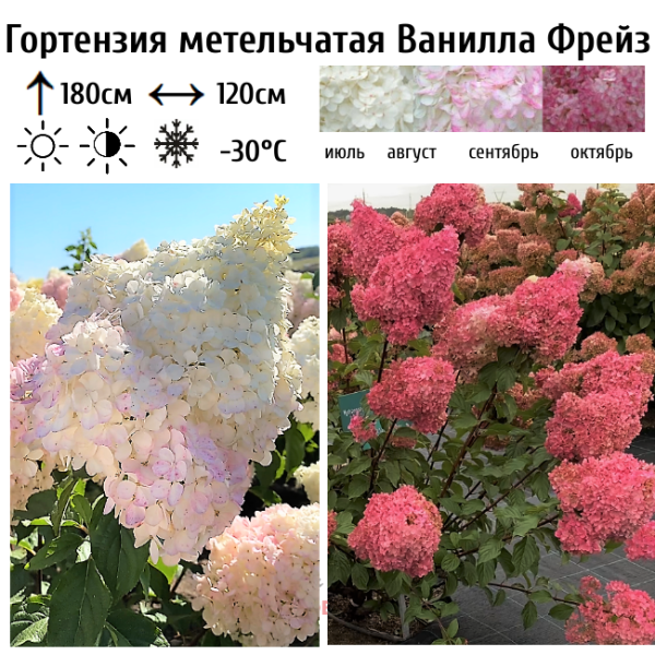 Основное изображение товара