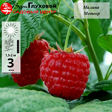 Малина Метеор (раннего срока созревания)