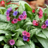 Медуница гибридная (Pulmonaria hybridum) Маджести С2 НСп/26