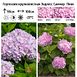 Гортензия крупнолистная 