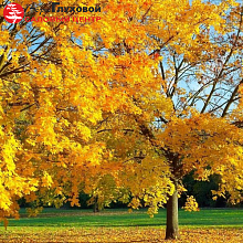 Основное изображение товара